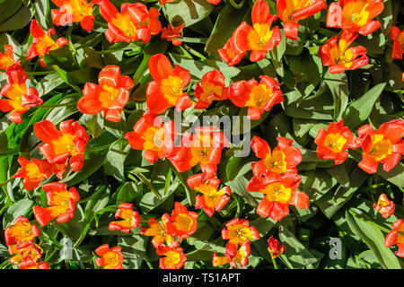 Vue de dessus d'un parterre de fleurs avec de belles tulipes rouge orange avec un coeur jaune au printemps dans les jardins de Keukenhof, Pays-Bas Banque D'Images