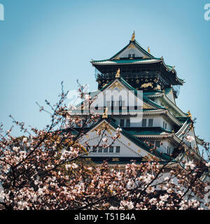 Le Château d'Osaka entouré d'arbres et de fleurs de cerisier du Japon Banque D'Images