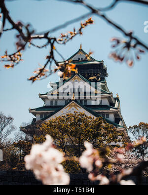 Le Château d'Osaka entouré d'arbres et de fleurs de cerisier du Japon Banque D'Images