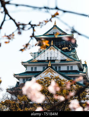 Le Château d'Osaka entouré d'arbres et de fleurs de cerisier du Japon Banque D'Images