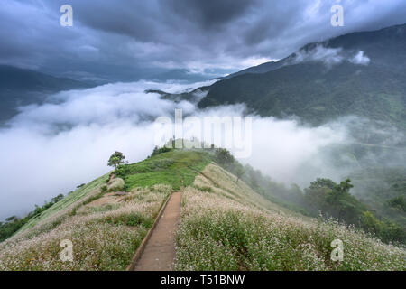 L'aube avec des nuages blancs et fleurs de sarrasin sur haut de Khau Pha col Banque D'Images