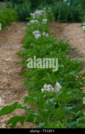 Close up rangée de plus en plus de plants de pommes de terre dans un jardin communautaire avec des fleurs, Yarmouth Maine Banque D'Images