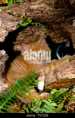 Tigre peluche chaton aux yeux bleus se trouve dans hollow log chez les fougères jouez avec un autre chaton, Missouri USA Banque D'Images