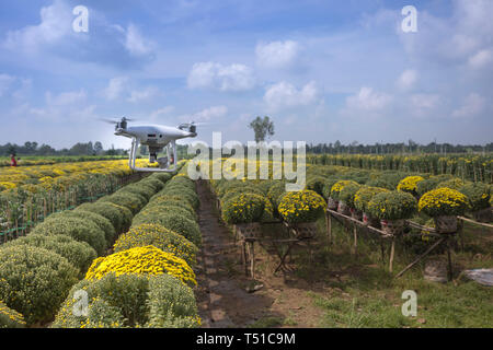 Sa Dec fleurs village, Dong Thap Province, Vietnam - le 13 janvier 2017 : drones et marguerite jaune champ à Sa Dec village fleuri. Prêt pour la récolte de Banque D'Images