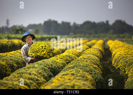 Sa Dec, ville de la province de Dong Thap, Viet Nam, 13 Janvier 2017 : Un agriculteur de l'ouest s'occupent des marguerites jaunes des arbres dans le jardin de Delta du Mékong. Banque D'Images