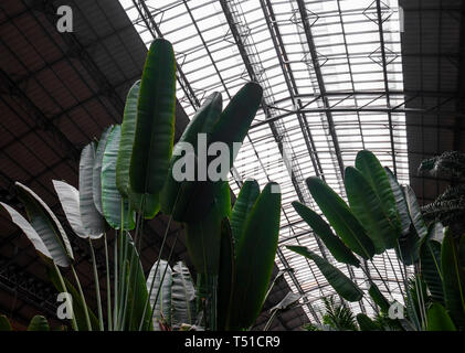 Jardin tropical de la estación de Atocha. Madrid. España Banque D'Images