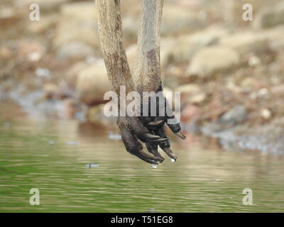 Kangaroo Paws Banque D'Images