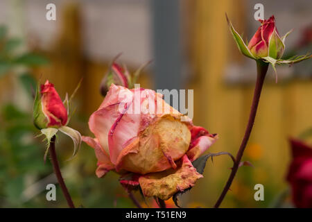 Close-up, les bourgeons de Scarlet, séchage de roses dans les parterres d'une maison privée à l'automne Banque D'Images