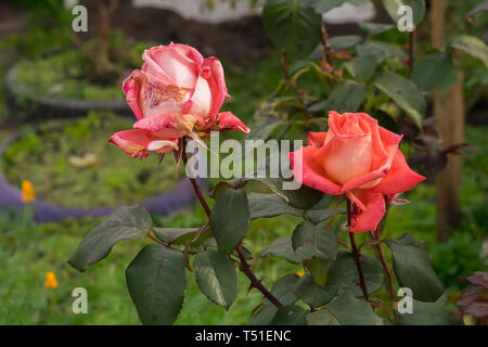 Close-up, les bourgeons de Scarlet, séchage de roses dans les parterres d'une maison privée à l'automne Banque D'Images