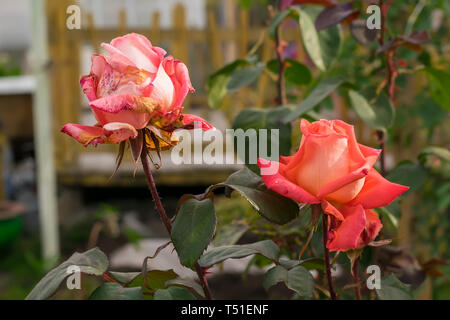 Close-up, les bourgeons de Scarlet, séchage de roses dans les parterres d'une maison privée à l'automne Banque D'Images