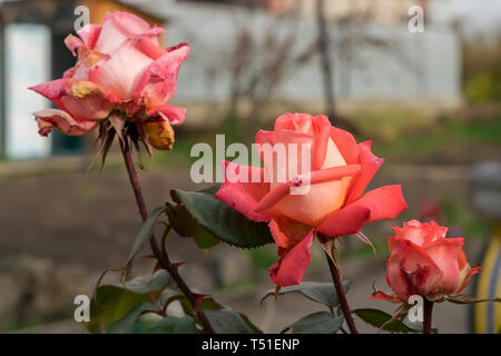 Close-up, les bourgeons de Scarlet, séchage de roses dans les parterres d'une maison privée à l'automne Banque D'Images