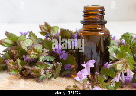 Bio huile dans un petit bocal en verre avec des feuilles vertes et des fleurs sur la table. L'huile essentielle naturelle de menthe. Banque D'Images