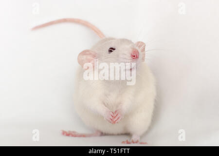 Sourire blanc dumbo rat avec de grandes oreilles roses nez et la queue Banque D'Images