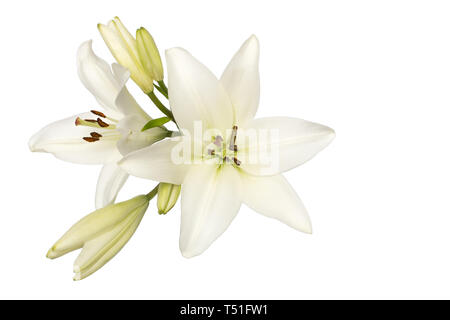 Deux fleurs et bourgeons unblown de lys blanc isoler sans ombre vue supérieure Banque D'Images