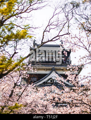 Château d'Hiroshima couverte de fleurs de cerisier et de fleurs Banque D'Images