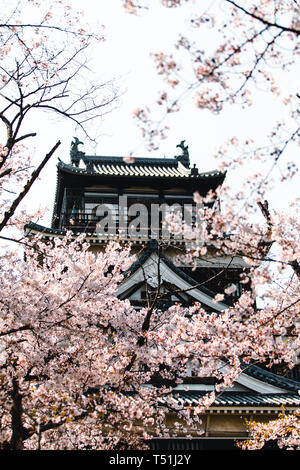 Château d'Hiroshima couverte de fleurs de cerisier et de fleurs Banque D'Images