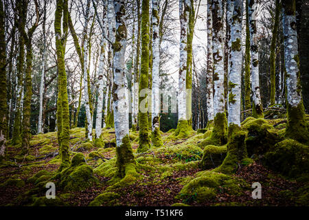 Bois de bouleau au printemps, Oban, Ecosse, Barcaldine. Banque D'Images