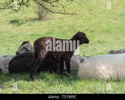 L'agneau et au pâturage des troupeaux Banque D'Images