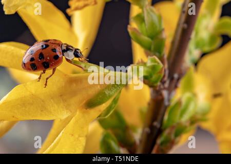 Coccinelle sur une branche d'un arbre fruitier. Un insecte utile sur une branche d'un arbre fruitier dans le jardin. Fond sombre. Banque D'Images