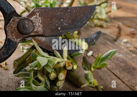 Sécateur pour couper les buissons et les branches d'arbres sur une table en bois. Élaguant les buissons au printemps. Fond sombre. Banque D'Images