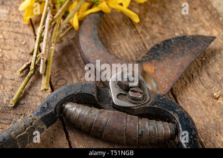 Pruner pour couper les buissons et forsythia branches sur une table en bois. Élaguant les buissons au printemps. Fond sombre. Banque D'Images