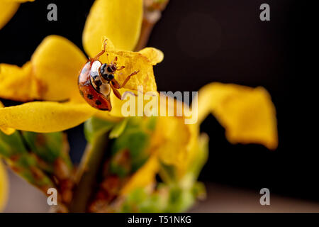 Coccinelle sur une branche d'un arbre fruitier. Un insecte utile sur une branche d'un arbre fruitier dans le jardin. Fond sombre. Banque D'Images