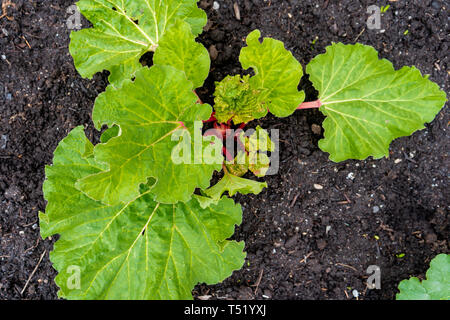 La rhubarbe rouge plante poussant dans le sol de compost, inearly printemps, montrant de grosses feuilles contenant de l'acide oxalique. Tiges rouge montrant. J'ai légumes comestibles vivaces Banque D'Images