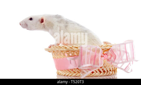 Le rat blanc se trouve dans un panier de caronculée avec un noeud rose. Banque D'Images