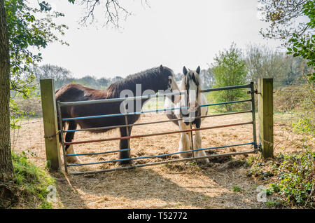 Chevaux dans un champ par dessus une barrière métallique à passants sur une journée de printemps en Afrique du Staffordshire, Royaume-Uni Banque D'Images