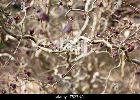 Corylus avellana 'Red Dragon' - feuilles pourpre onagre filbert, arbre à l'Oregon Garden à Silverton, Oregon, USA. Banque D'Images