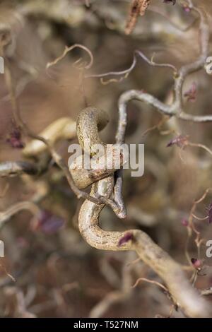 Corylus avellana 'Red Dragon' - feuilles pourpre onagre filbert, arbre à l'Oregon Garden à Silverton, Oregon, USA. Banque D'Images