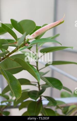 Ficus elastica - usine de caoutchouc - cultiver en serre à l'Oregon Garden à Silverton, Oregon, USA. Banque D'Images