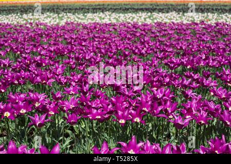 Rangées de tulipes sur le caisson en bois Tulip Festival à Woodburn, Oregon, USA. Banque D'Images