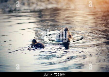 Le canard avec petit canard nage dans la soirée à l'étang. Banque D'Images