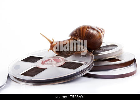 L'escargot rampe sur une bande de l'enregistreur sur un fond blanc Banque D'Images