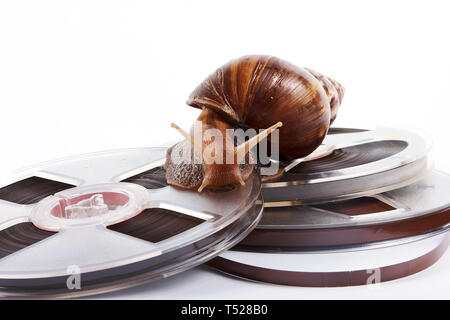 L'escargot rampe sur une bande de l'enregistreur sur un fond blanc Banque D'Images