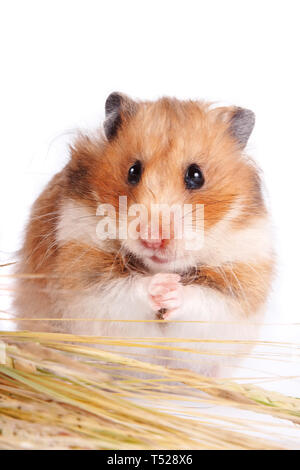 Avec Hamster nourriture sur un fond blanc Banque D'Images