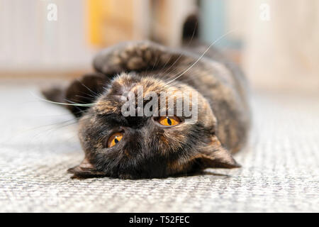 Chat de race tachetée se trouve détendu sur son dos sur le tapis Banque D'Images