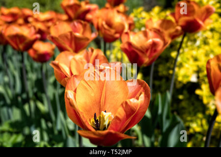 Tulipes Orange en bordure de jardin Banque D'Images