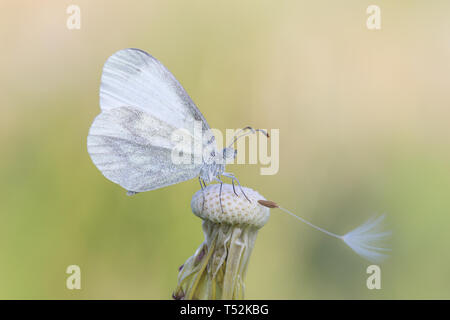 Le beau bois papillon blanc (Leptidea sinapis) Banque D'Images