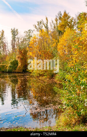 Journée d'automne ensoleillée près de le Dniepr à Kiev, Ukraine, avec des plantes, roseaux et arbres autour de Banque D'Images