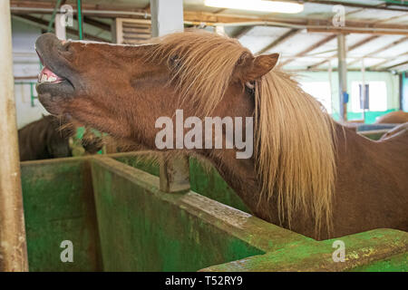 Cheval islandais montrant ses dents dans l'étable près de Bifrost, Islande Banque D'Images