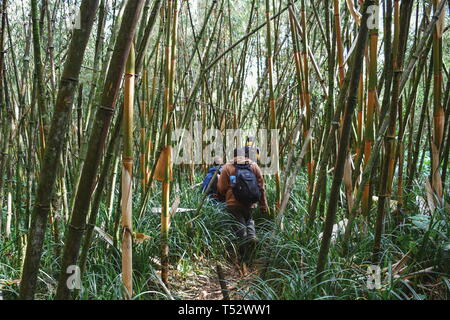 Un groupe de randonneurs dans la zone de bambou sur les flancs du Mont Kenya Plages,Aberdare Banque D'Images