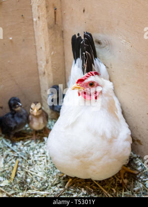 Poule gloussant avec ses petites tortues Banque D'Images