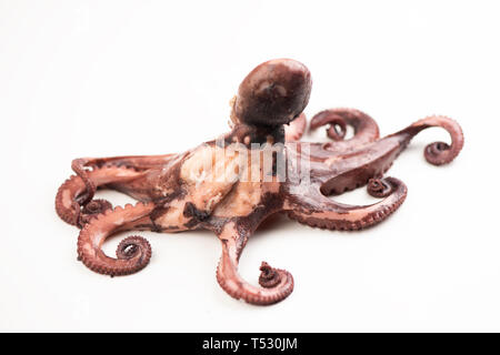 Octopus Boilled sur fond blanc Banque D'Images