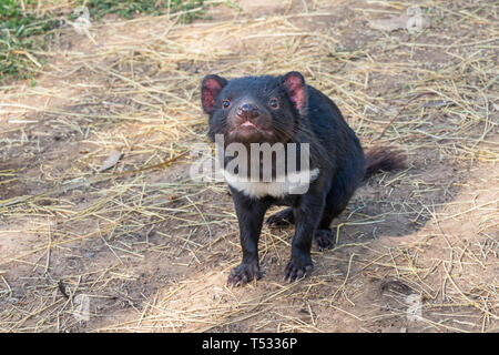 Le Diable de Tasmanie (Sarcophilus harrisii) est un marsupial carnivore de la famille des Dasyuridae. Banque D'Images