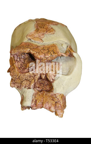 Crâne d'Homo habilis 'Twiggy' OH24 Banque D'Images