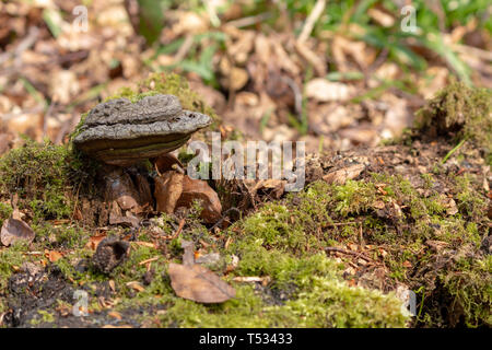 Hoof champignon (fomes formentarius) croissant sur une souche d'arbre bouleau mort dans une forêt. Banque D'Images