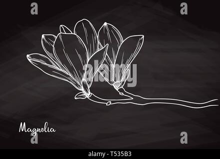 Croquis réalistes de magnolia sur fond de craie. Vector illustration Illustration de Vecteur