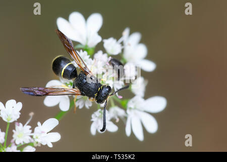 Potter mason wasp (Eumeninae) un solitaire sur l'alimentation des insectes coriandre sauvage Banque D'Images